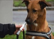 حس بویایی قوی سگ ها می تواند از راه تنفس بیماران ، سرطان ریه را شناسایی نماید.
