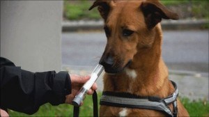 حس بویایی قوی سگ ها می تواند از راه تنفس بیماران ، سرطان ریه را شناسایی نماید.